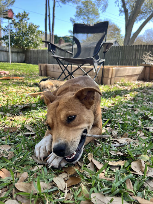 dogs - Princess Image 7