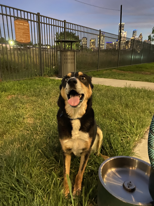 dogs - Grant Image 0