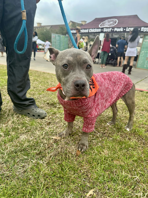 dogs - Millie Image 2