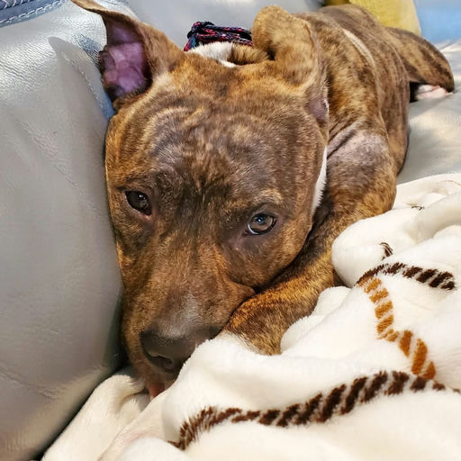 dogs - Naala Image 1