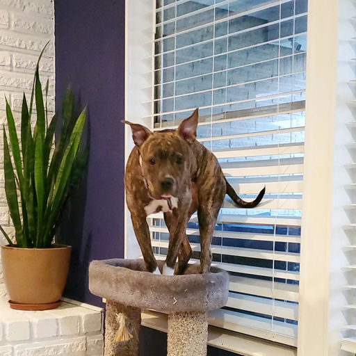 dogs - Naala Image 2