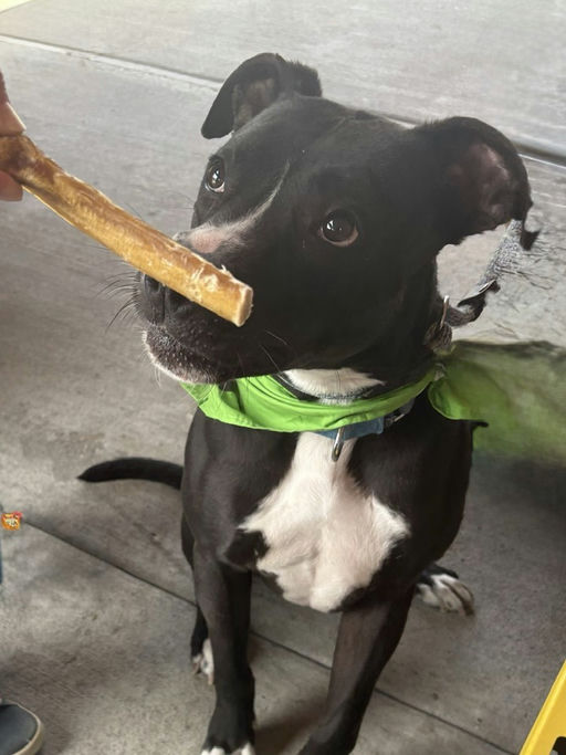 dogs - Jester Image 9