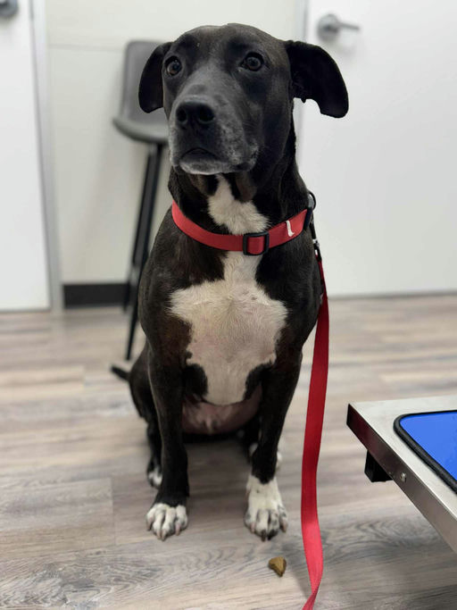 dogs - Buddy Image 3