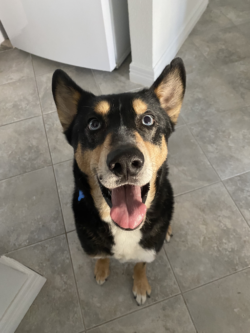 dogs - Grant Image 7