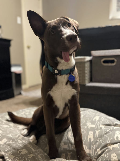 dogs - CadburyEgg Image 2