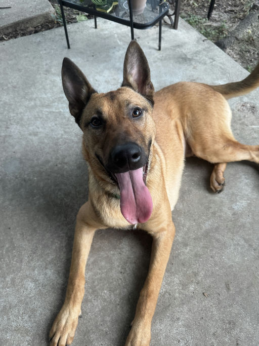 dogs - Duke Image 11