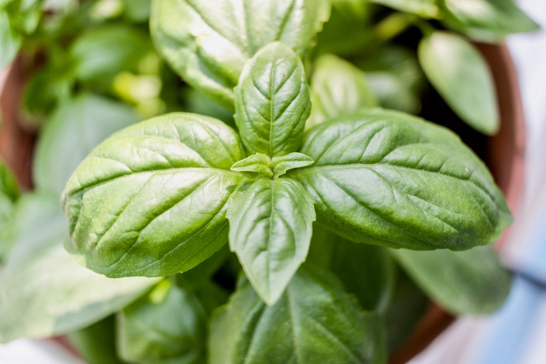 Image of Basil