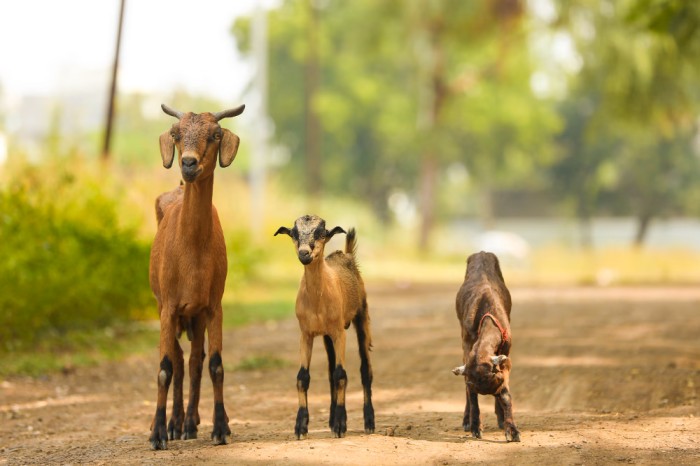 How to Start a Small Goat Farm in Your Village (Low Investment Idea)