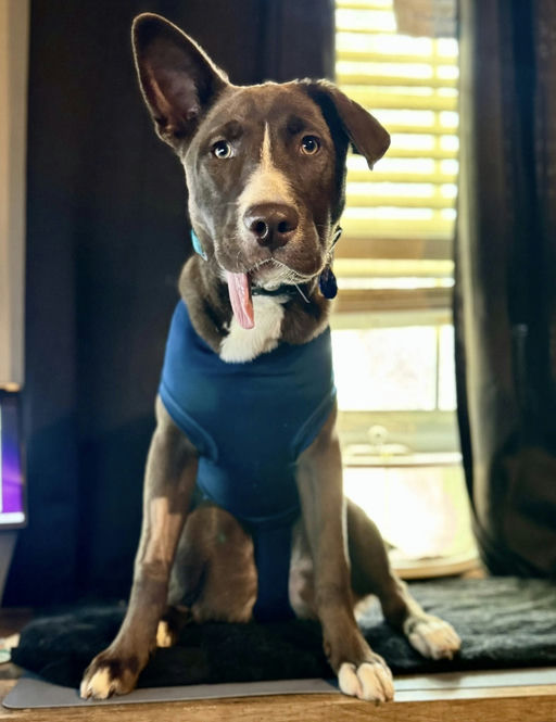 CadburyEgg - CadburyEgg