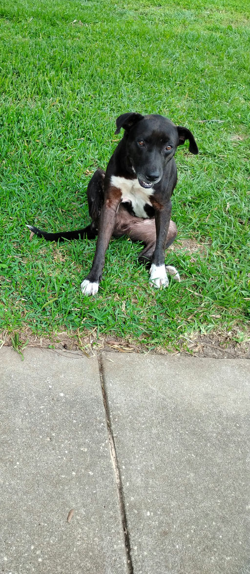 dogs - Buddy Image 0