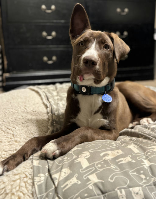 dogs - CadburyEgg Image 1