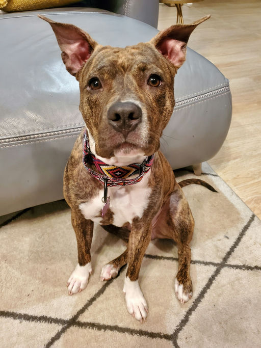 dogs - Naala Image 14