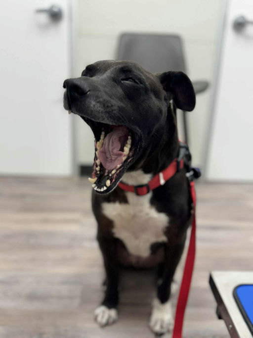 dogs - Buddy Image 7