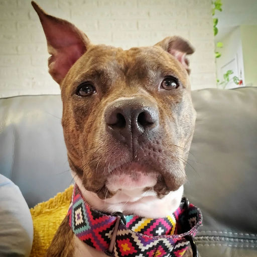 dogs - Naala Image 0