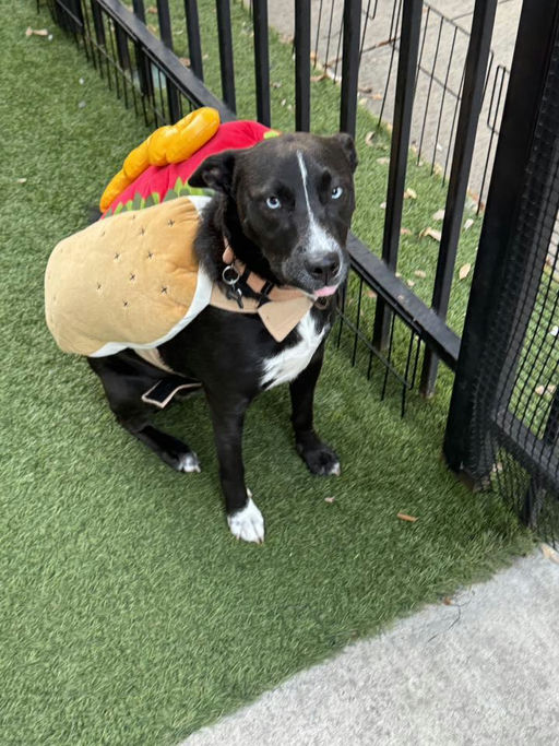 dogs - Roxy Image 10