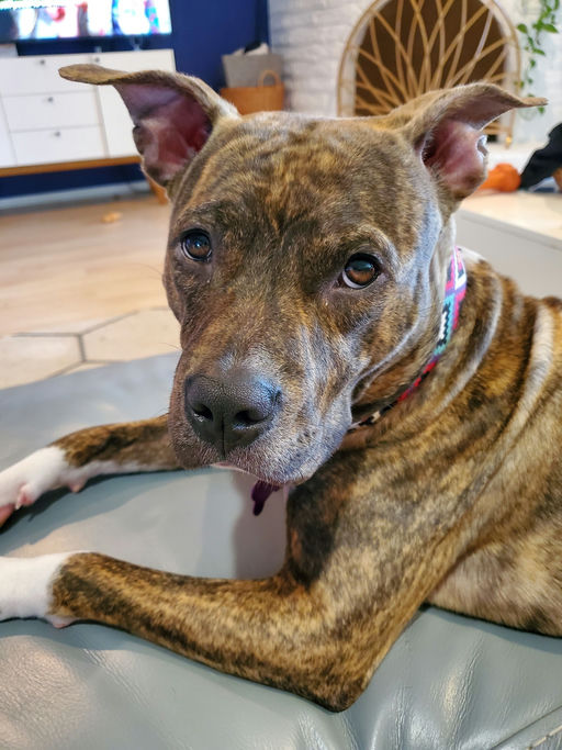 dogs - Naala Image 3