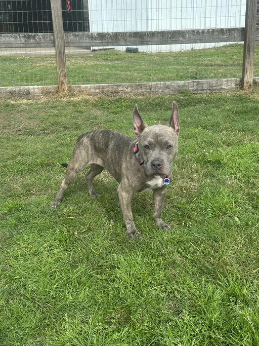 dogs - Millie Image 4