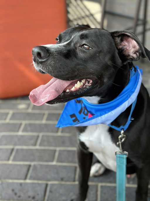 dogs - Jester Image 6