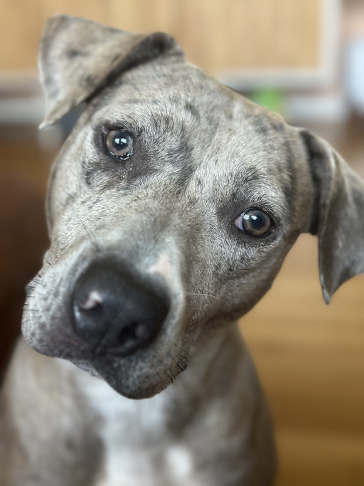 dogs - Morchella Image 6