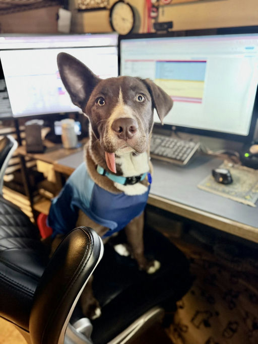 dogs - CadburyEgg Image 4