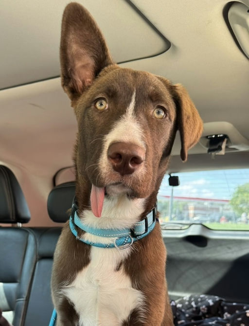 dogs - CadburyEgg Image 11