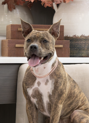 dogs - Naala Image 17