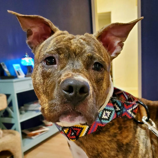 dogs - Naala Image 13