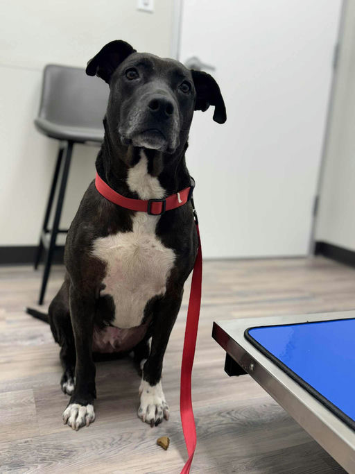 dogs - Buddy Image 4