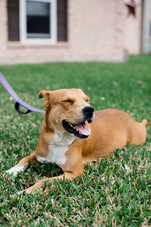 dogs - Princess Image 0