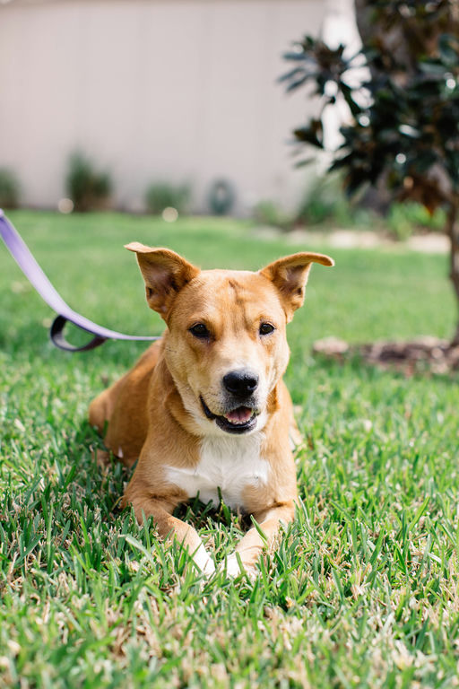 dogs - Princess Image 1