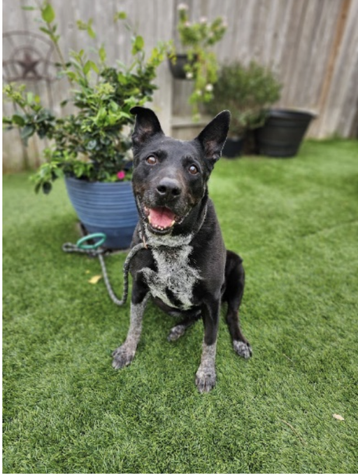 dogs - Daizy Image 3