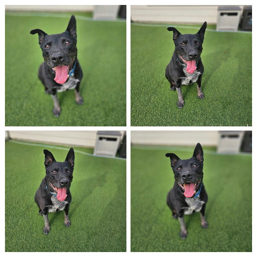 dogs - Daizy Image 1