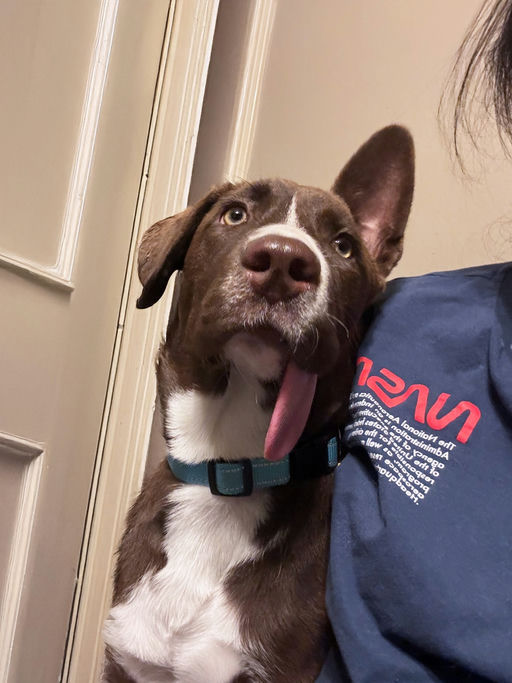 dogs - CadburyEgg Image 3