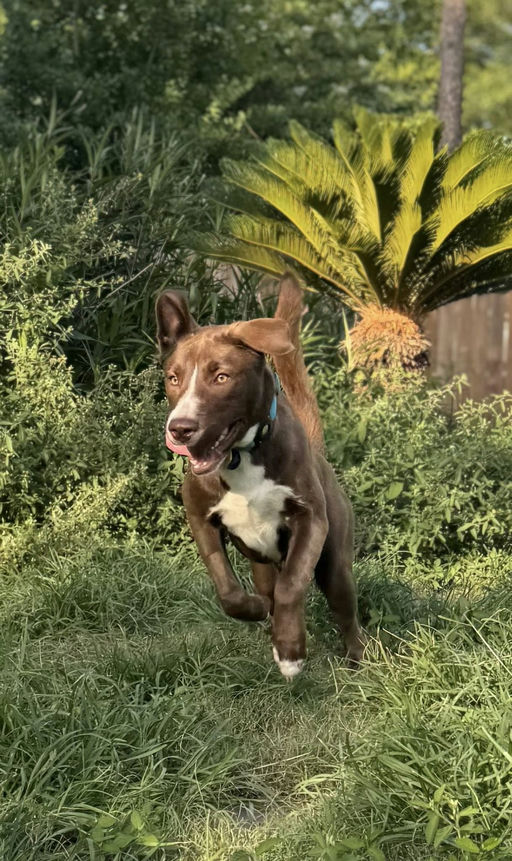 dogs - CadburyEgg Image 7