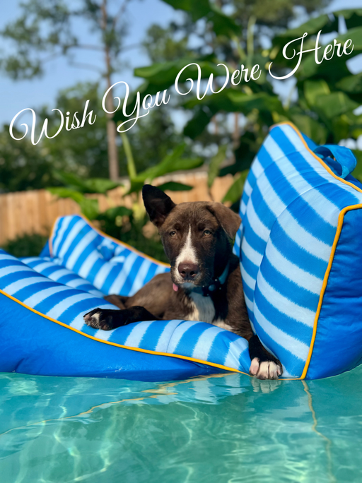 dogs - CadburyEgg Image 9