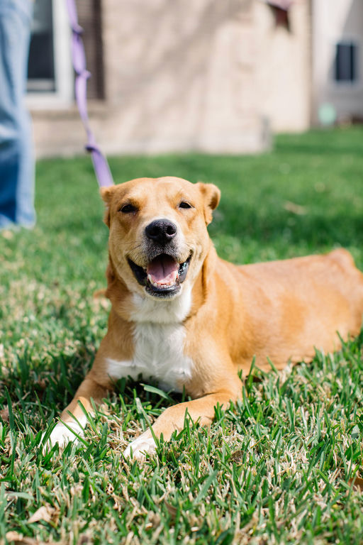 dogs - Princess Image 2