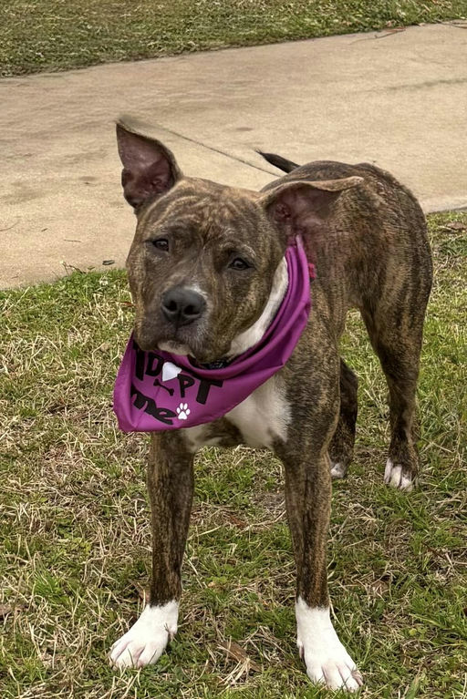 dogs - Naala Image 6