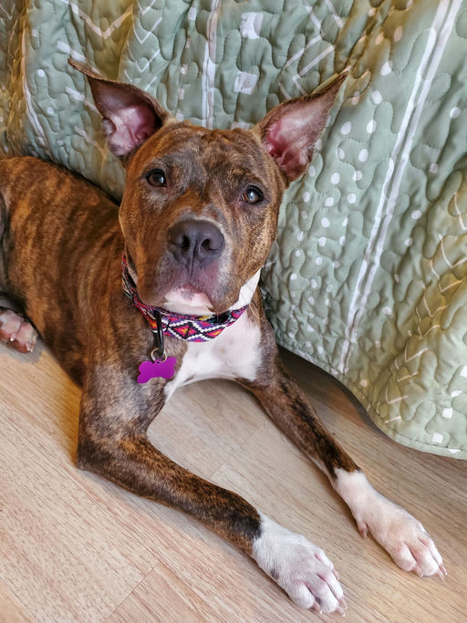 dogs - Naala Image 10