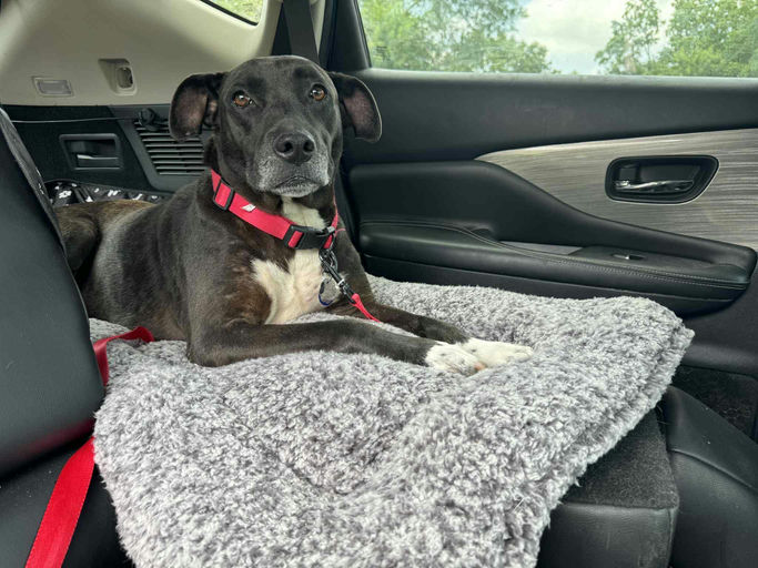 dogs - Buddy Image 5