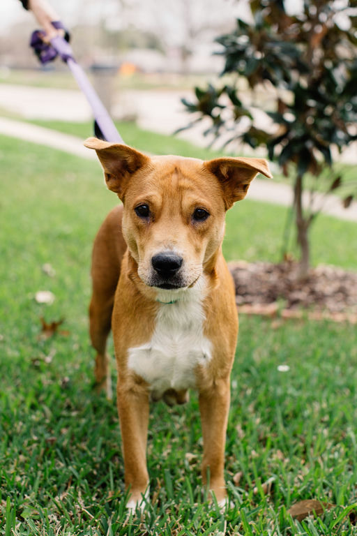 dogs - Princess Image 9