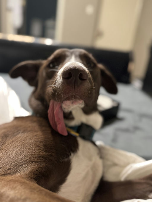 dogs - CadburyEgg Image 13