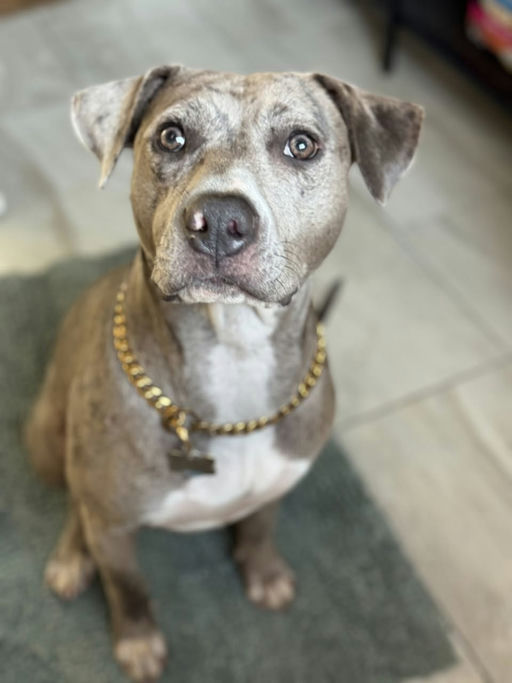 dogs - Morchella Image 5