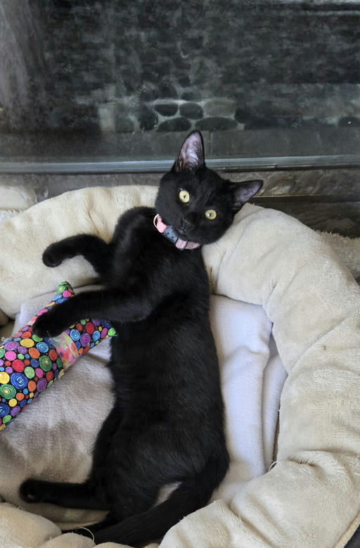 Rose Grape - Rose Grape