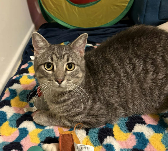 cats - Merlin Image 17