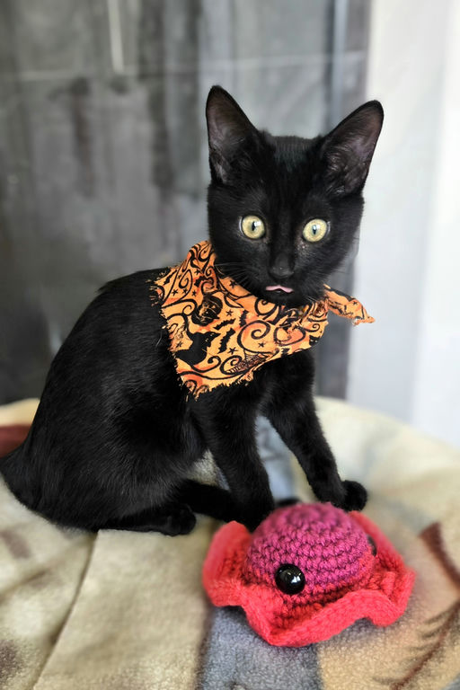 cats - Rose Grape Image 2