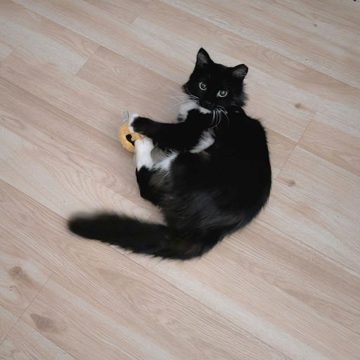 cats - Emily Image 0