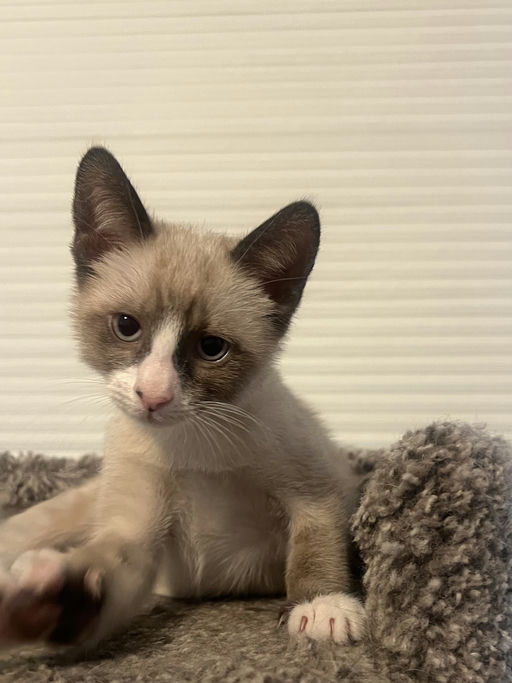 cats - Bingo Image 5