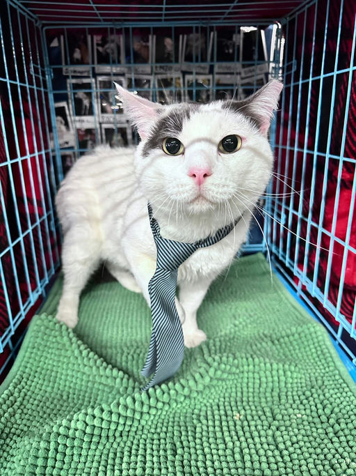 cats - Leche Image 9