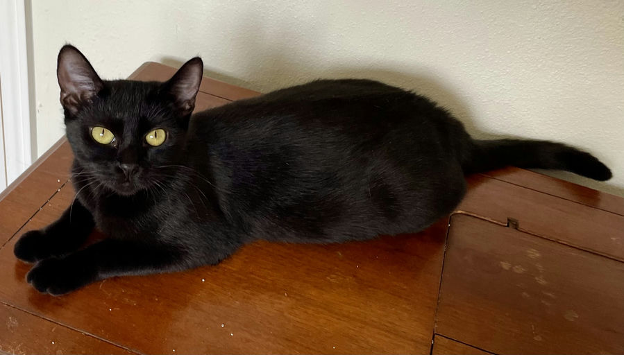 cats - Jaggy Image 0