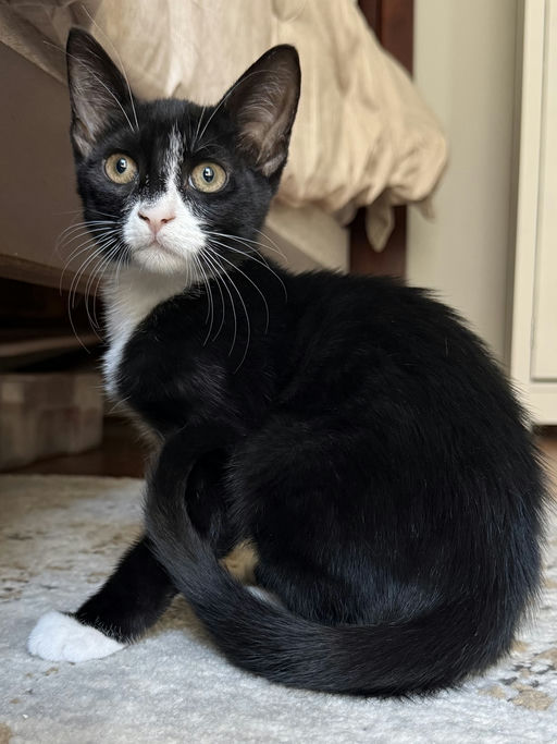 cats - Viserion Image 3